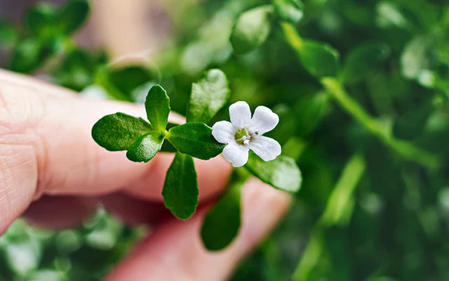 How Brahmi Can Benefit Your Skin